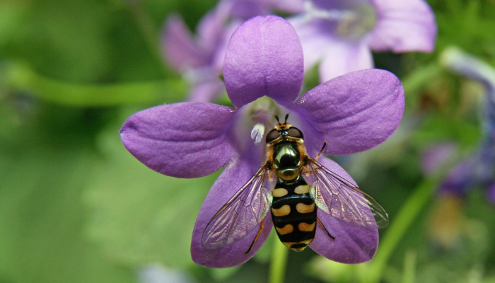 百花齐发打一生肖是啥动物，重点解释