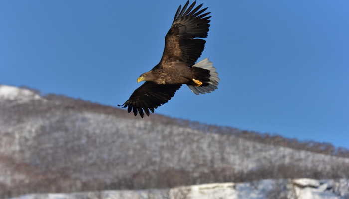 虎视鹰瞵是什么生肖猜一个动物，完美解答解释