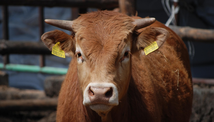 九牛一毛打一生肖代表什么生肖，原创解析解答