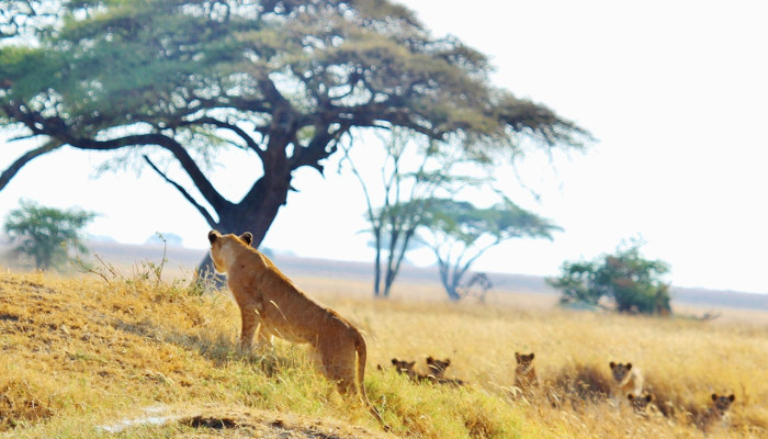 山回路转打一生肖，词语解答