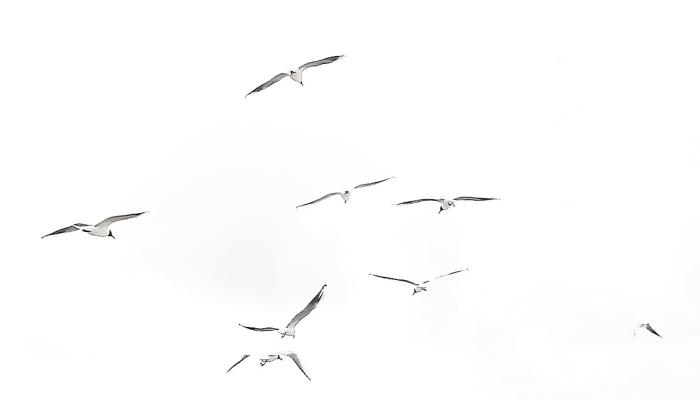 鸥水相依是什么生肖，词语解析