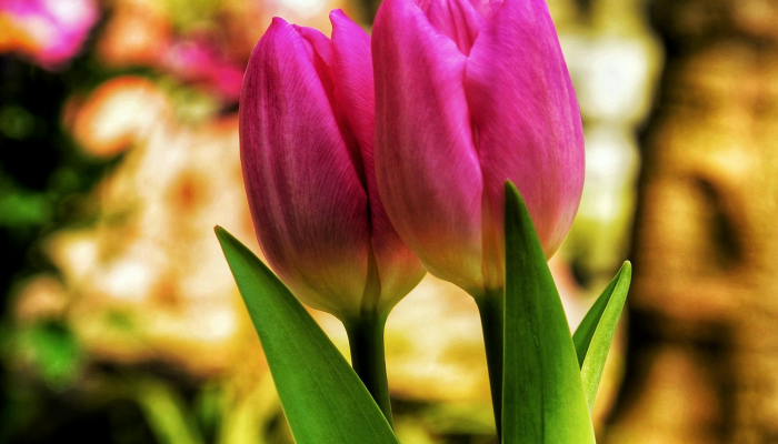 裂缝藏身，餐风饮塵。欲驻征车终日望是什么生肖，作答解释解析