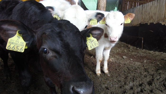 先锋保国卫家园，六七杨帆三四出是什么生肖猜一个动物，最佳解释