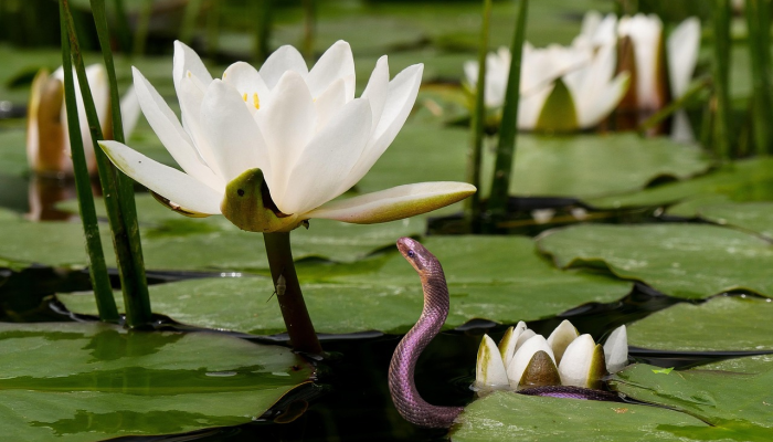 贪蛇忘尾指什么生肖，解答科学