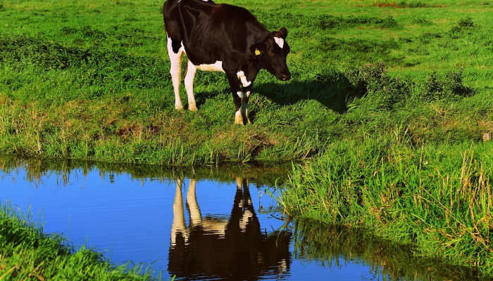 山清水秀打一个生肖是什么动物,重点解释 山清水秀打一个生肖是什么动物,重点解释