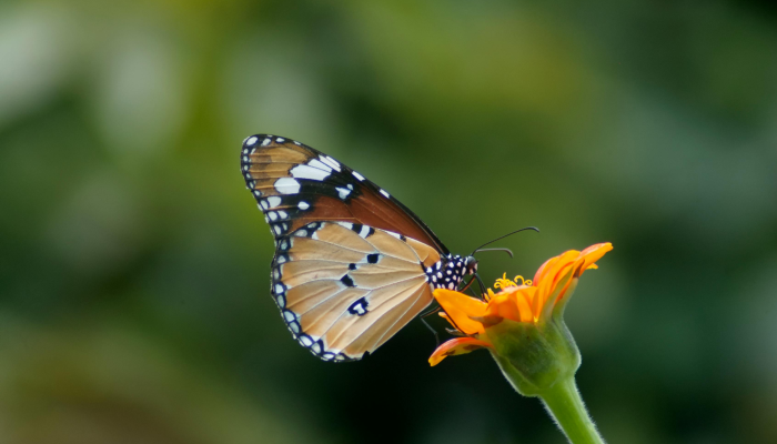 炎炎夏日是什么生肖解一个生肖动物,标准答案解读 炎炎夏日是什么生肖解一个生肖动物,标准答案解读