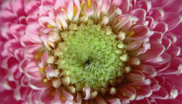 妒粉尽饶花六六打一个生肖，词语诠释解释