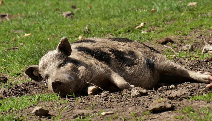 猪打一个生肖说的是什么生肖，权威解释在此落实