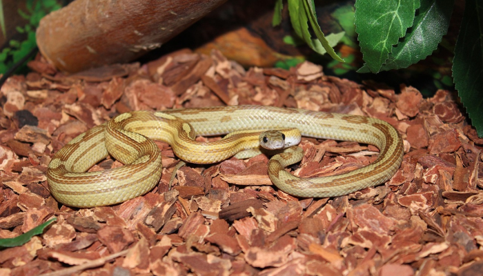 古塞黄云共渺然代表什么生肖，谜底即将揭晓