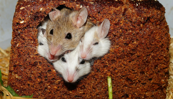 坐中无物不清凉，高林雨晴白日迟指什么生肖，最新解答