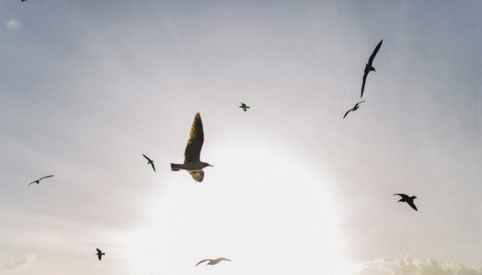 大雁飞行追红日打一生肖是什么动物，精选解释