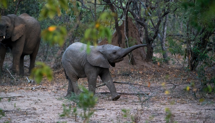 悬驼就石是什么生肖猜一个动物,完整解读版 悬驼就石是什么生肖猜一个动物,完整解读版