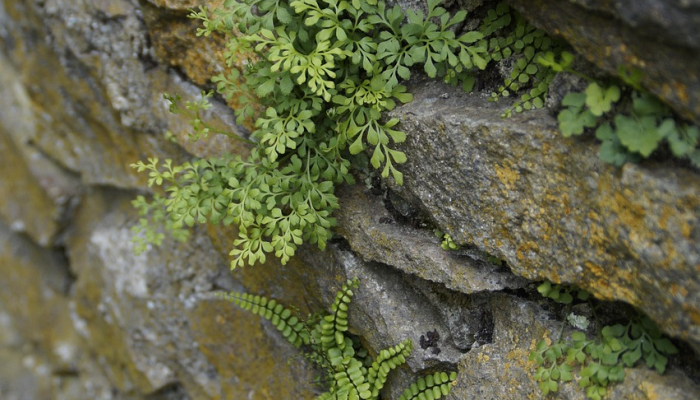 悬驼就石是什么生肖，解答解释落实