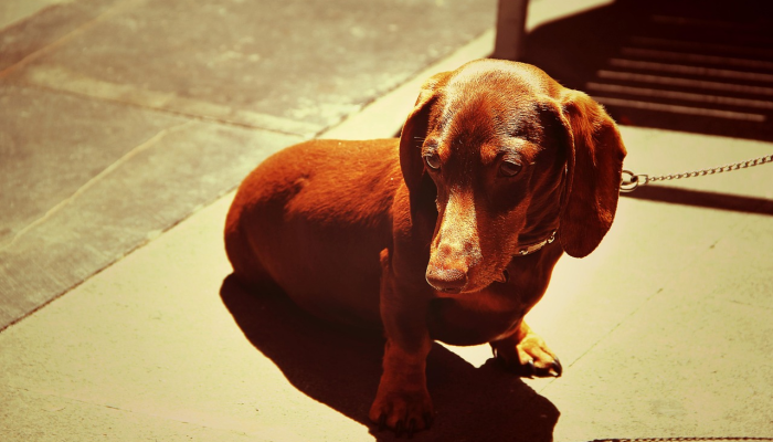 三翻四复是什么生肖,准确释义落实 三翻四复是什么生肖,准确释义落实