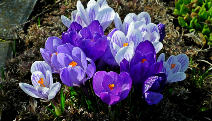 亡羊补牢出能发是什么生肖打一生肖，揭秘诠释解析落实