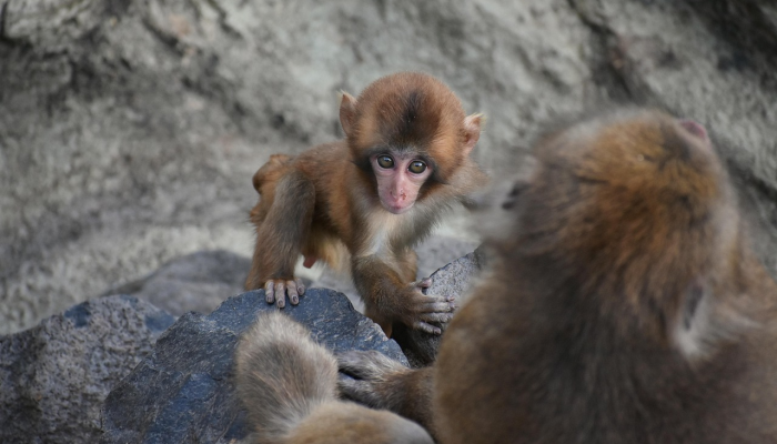 磨磨唧唧是什么生肖,词语解答解释 磨磨唧唧是什么生肖,词语解答解释