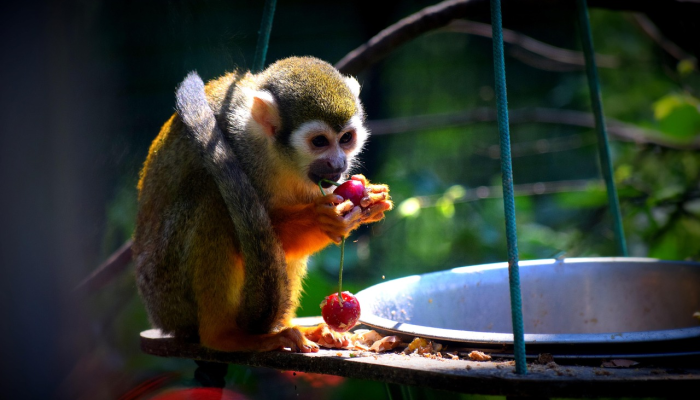 千变万化猴机灵，家有客人来半天是什么生肖，揭秘解析落实