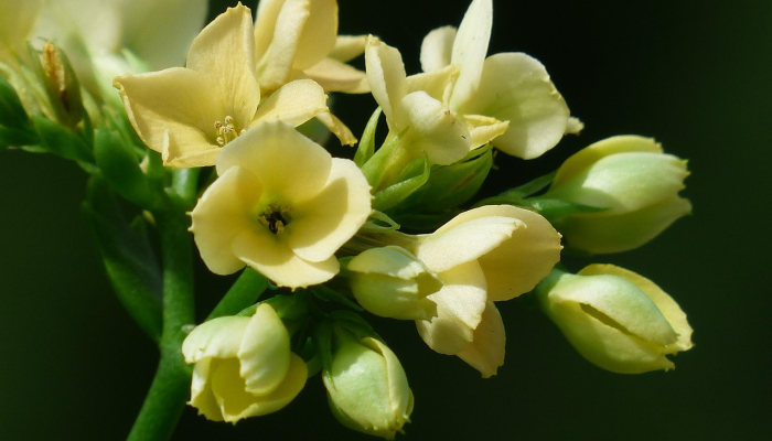 御酥做出花模样是什么生肖，最新解答解读