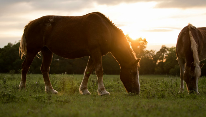 草原十七见牛走,南燕双飞三一笑是什么生肖解一个生肖动物,标准答案解读 草原十七见牛走,南燕双飞三一笑是什么生肖解一个生肖动物,标准答案解读
