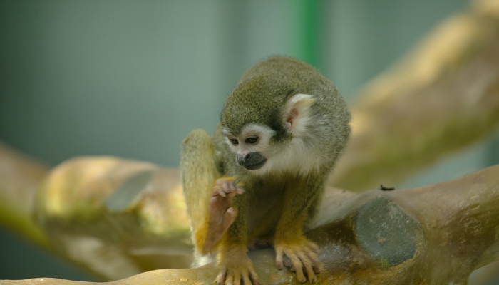 千变万化猴机灵，家有客人来半天打一个生肖指什么动物，词语解答解析