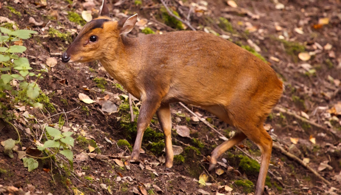 孤苦伶仃是什么生肖说一个动物,诠释解析 孤苦伶仃是什么生肖说一个动物,诠释解析