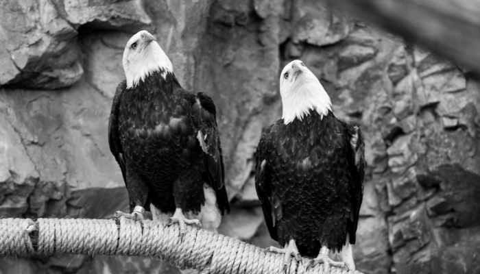 男儿有泪不轻弹打一生肖生肖动物，重点解释