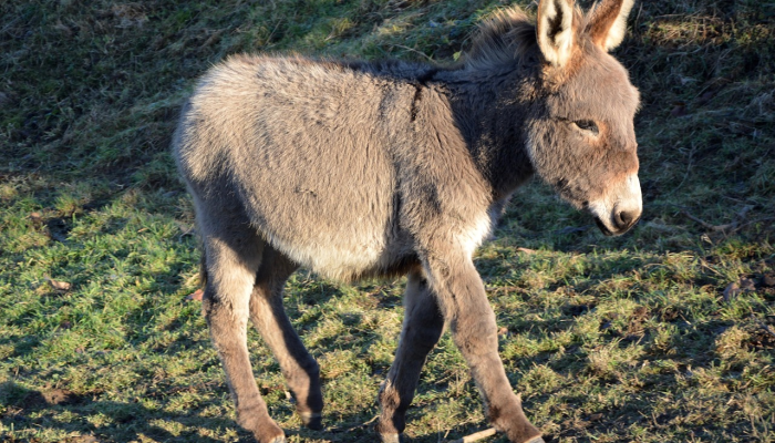马驴尽食江南票指什么生肖是什么动物，词语解答解析落实