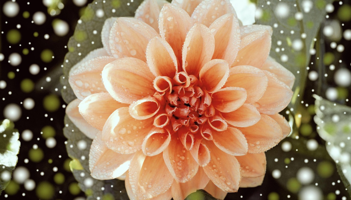 花好月圆是什么生肖打一动物,答案解释 花好月圆是什么生肖打一动物,答案解释