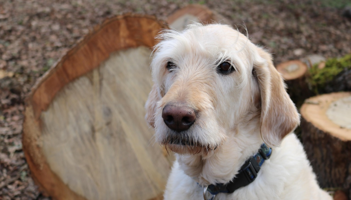 上梁不正下梁歪是什么生肖，最佳解释落实
