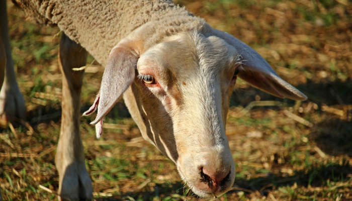 天若有情天亦老是什么生肖打一个生肖动物，词语解释解答