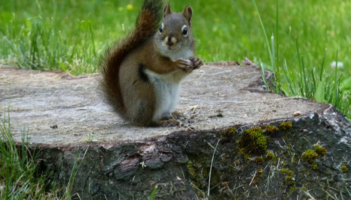 上班累了，来这里吃点好的是什么生肖猜一个动物生肖，最新解释
