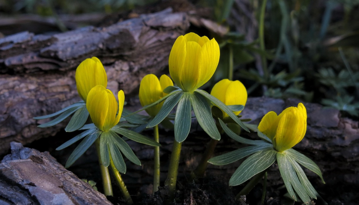 浑然天成打一个正确生肖,最终结果揭晓 浑然天成打一个正确生肖,最终结果揭晓