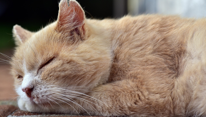 上班累了，来这里吃点好的是什么生肖打一动物，经典解答落实