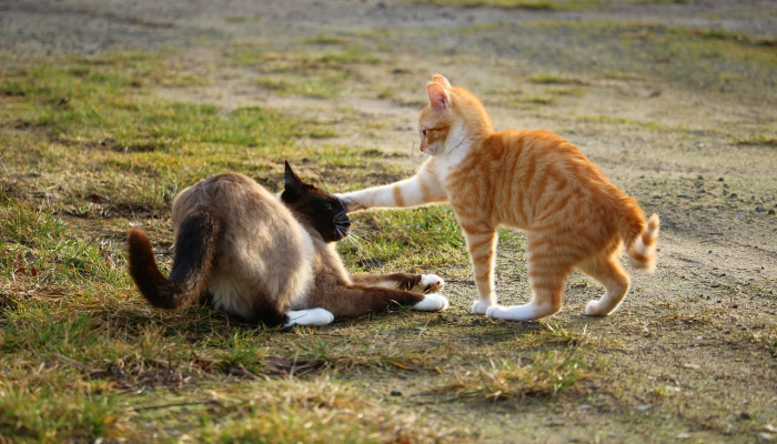 十七十八正少年，山林无虎是老大打一生肖是啥动物经典解答落实