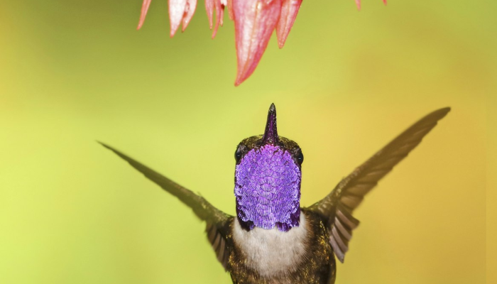 花好月圆是什么生肖打一动物,经典解析 花好月圆是什么生肖打一动物,经典解析