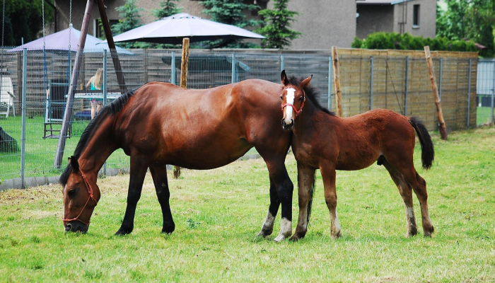 大地母亲繁子嗣是什么生肖打一个生肖动物，逻辑严密解析