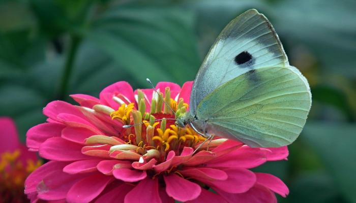 更暖借毫端烟雨,花里双双乍归燕打一个生肖是什么动物,重点解答解释 更暖借毫端烟雨,花里双双乍归燕打一个生肖是什么动物,重点解答解释