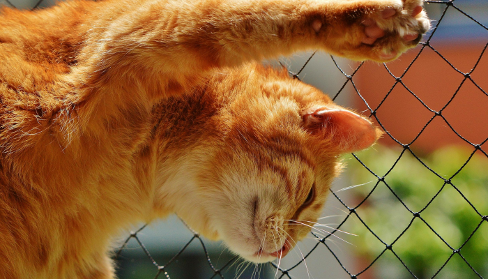 忠贞不渝打一个生肖，权威解答