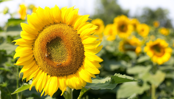 天若有情天亦老打一准确生肖，精选解释