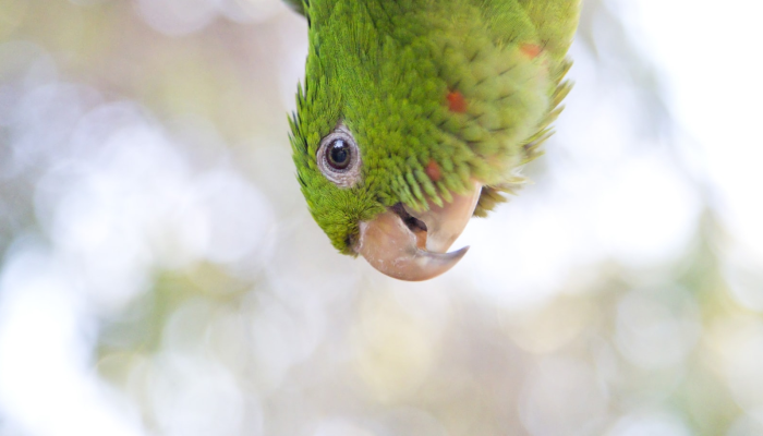 绿锁窗纱梧叶底是什么生肖猜一个动物,最终答案马上揭晓 绿锁窗纱梧叶底是什么生肖猜一个动物,最终答案马上揭晓