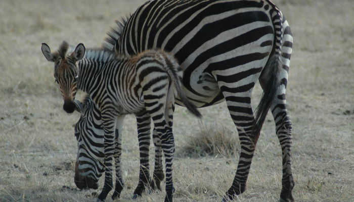 一心一意是什么生肖解一个动物，精准解析