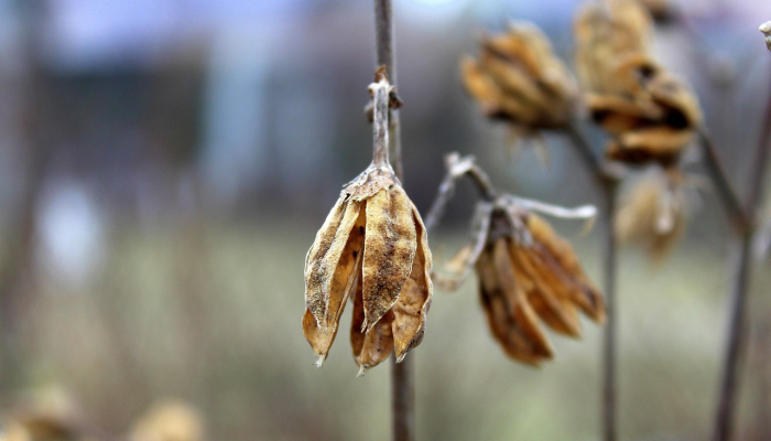 凉茶一杯,麻辣兔头火锅打一生肖猜一个生肖,标准解释 凉茶一杯,麻辣兔头火锅打一生肖猜一个生肖,标准解释