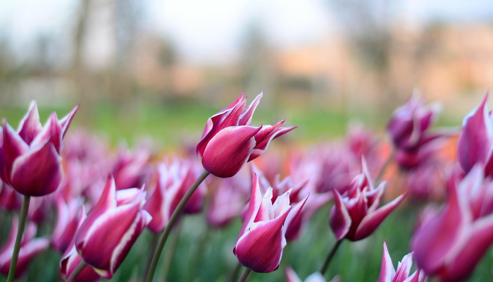 更暖借毫端烟雨，花里双双乍归燕代表什么生肖，深度解析含义