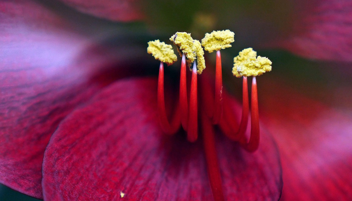 花好月圆是什么生肖，解析解答
