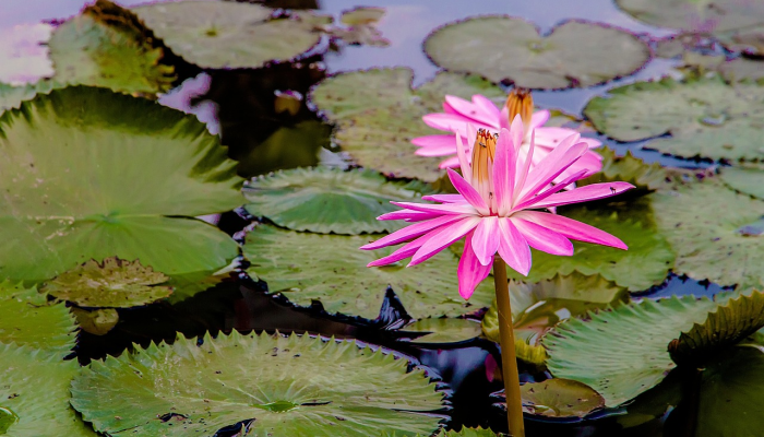牛马勤劳笑春风是什么生肖说一个生肖动物,独家视角解读 牛马勤劳笑春风是什么生肖说一个生肖动物,独家视角解读