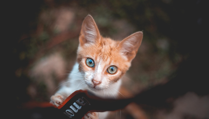 有规有矩，必成方圆。试劳香袖拂莓苔是什么生肖,精选成语解释释义落实