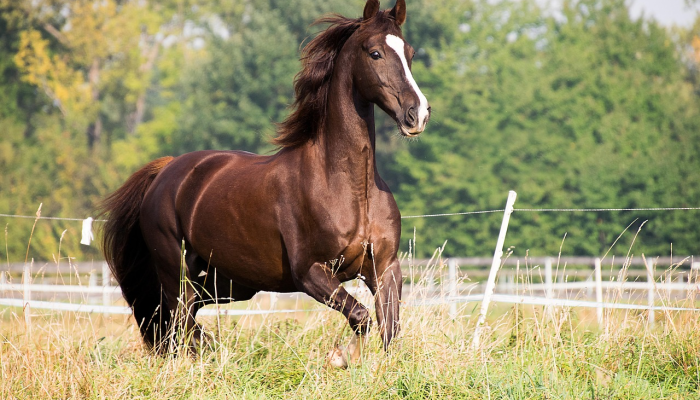 随波逐流，不分东西。秋蟾掣断架上索是什么生肖，谜底即将揭晓