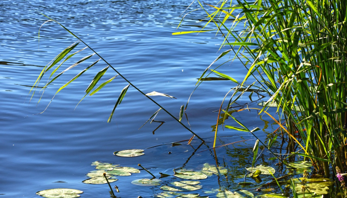 柳绿花红打一生肖指的是什么动物，重点解释