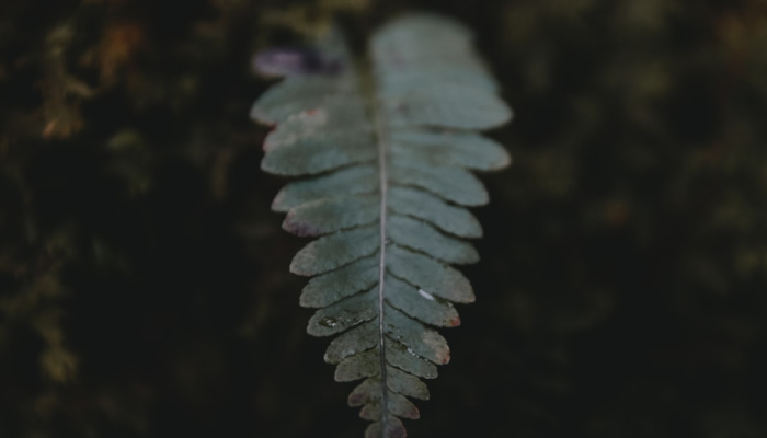 绿锁窗纱梧叶底是什么生肖打一个生肖动物,仔细解释落实 绿锁窗纱梧叶底是什么生肖打一个生肖动物,仔细解释落实