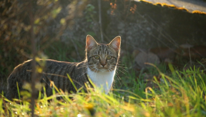 纵容就位，捕风捉影。吐成秋茧不用缲是什么生肖是啥动物，权威解答